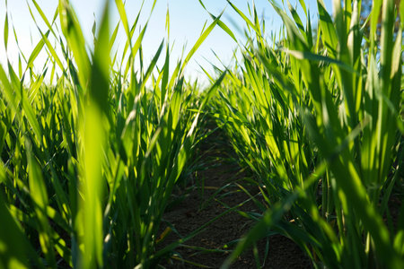 Spring wheat with fine pitch in good condition, close-up, natural background.