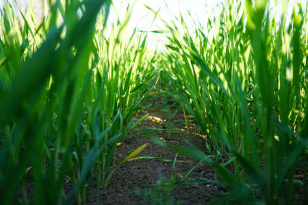Close-up of wheat grass growing from the roots in the soil under the blue sky. closeup. Extra low angle.の写真素材