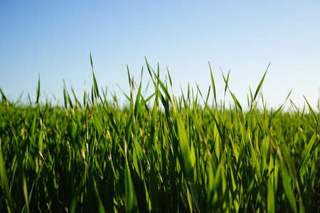 Close-up of wheat grass growing from the roots in the soil under a blue sky.の写真素材