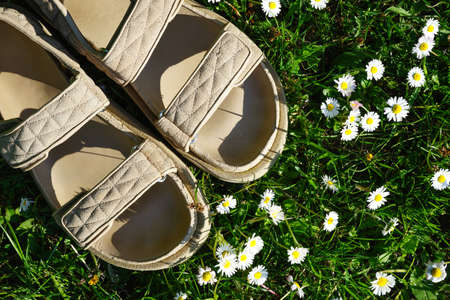 Beige women's sandals on a background of field daisies, top view. close-up.