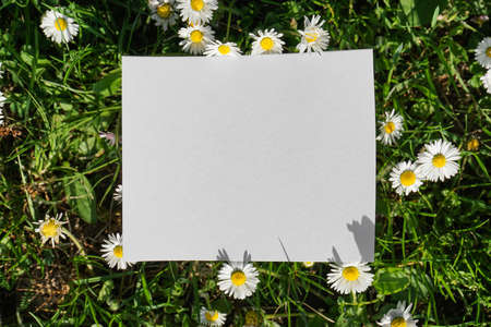 Paper sheet with field flowers on white background, space for text. top view.の写真素材