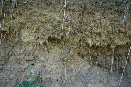 Cross section in the soil. Texture layers of the earth.
