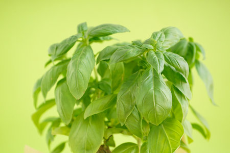 Fresh green basil plant on green background. close-up.の写真素材