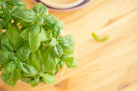Fresh green basil plant in pot on wooden background, space for text. close up, top view.の写真素材