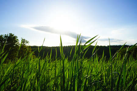 Agricultural plants grow in the ground. Natural organic food crop growing in rich black soil in...