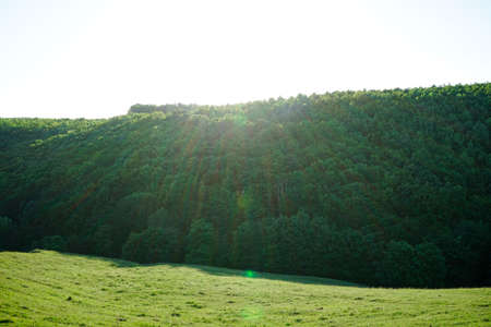 Summer landscape with hilly green field and forest in the distanceの写真素材