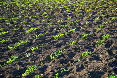 Agricultural plants grow in the ground. Natural organic food crop growing in rich black earth soil.