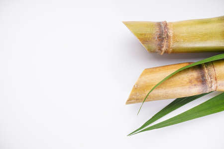 Sugar cane on a white background with space for text. top view.の写真素材