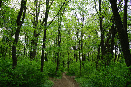 spring forest. Path in dense green forest.