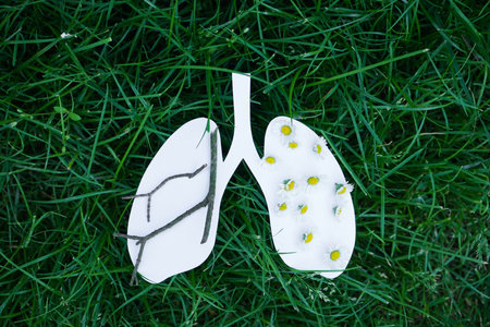 Paper lungs with flowers on grass background, top view. Asthma concept.の写真素材