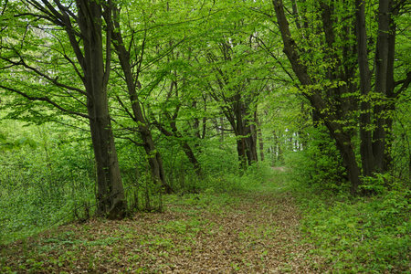Path in dense green forest. spring forest.の写真素材