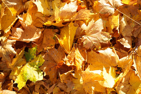 Multi-colored maple leaves lie on the grass, top view. close-up. Autumn.