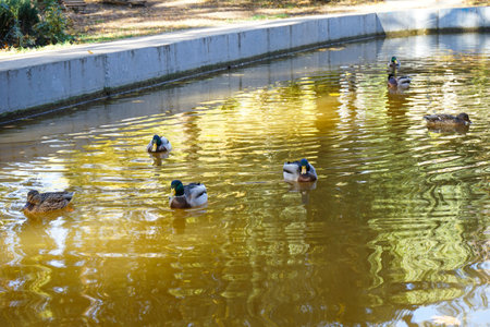 Pond in autumn park and ducks in morning lightの写真素材