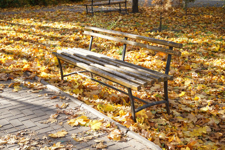 Benches in the autumn park and fallen leaves.の写真素材