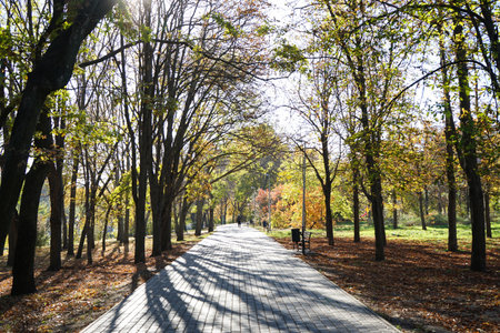 Alley in the autumn park in the morning, yellow leaves.の写真素材