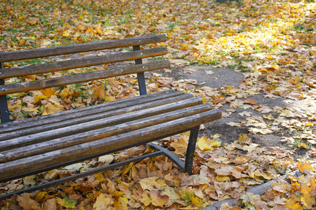 Benches in the autumn park and fallen leaves.の写真素材