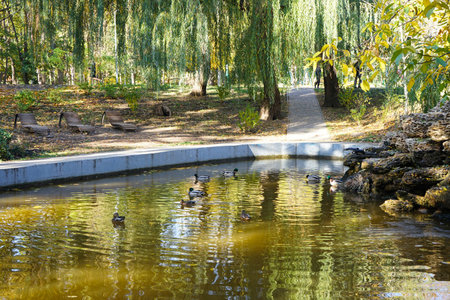 Pond in autumn park and ducks in morning lightの写真素材