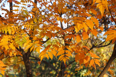Yellow leaves on a branch in the autumn park. close-up.の写真素材