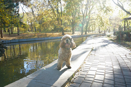 American Cocker Spaniel in the park near the pond for a walk, early autumn morningの写真素材