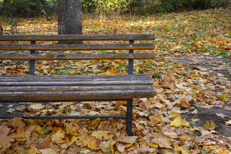 Benches in the autumn park and fallen leaves.の写真素材