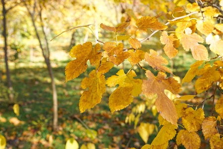 Yellow leaves on a branch in the autumn park. close-up.の写真素材