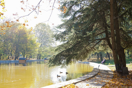 Alley near the pond in the autumn park in the morning.の写真素材