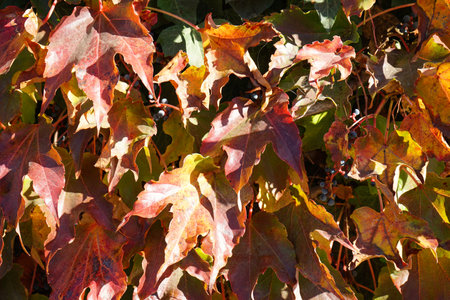 Bright red leaves of maiden grapes. Bright colors of autumn, close-up. Parthenocissus.の写真素材