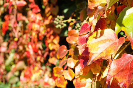 Bright red leaves of maiden grapes, close-up. Bright colors of autumn. Parthenocissus.の写真素材