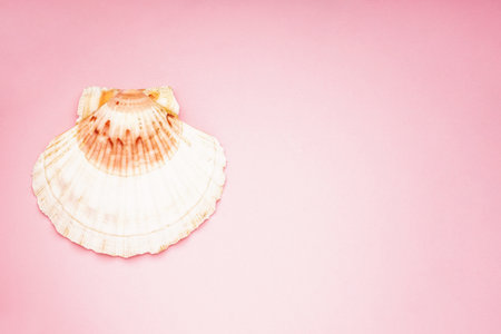 Many beautiful sea shells on pink background, flat lay with space for text.の写真素材