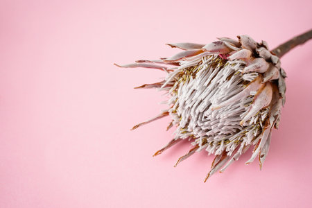 Beautiful pink protea flower on pink background, flat lay, close-up. Space for text.の写真素材