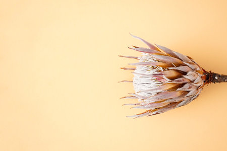 Beautiful protea flower on yellow background with space for text. Top view.