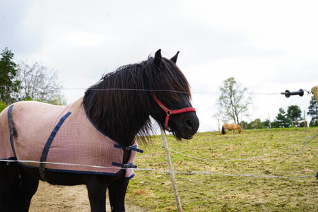 A black horse wearing a checkered blanket and red halter stands calmly behind a wire fence on a grassy paddock.の写真素材