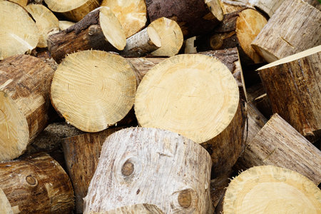 Close-up of cut tree trunks stacked in a woodpile with wood shavings on the ground. Rustic, natural...