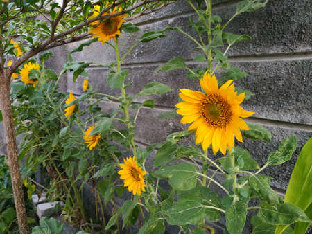 sunflowers that bloom beautifully and are very suitable for use as a decoration of home fencesの写真素材