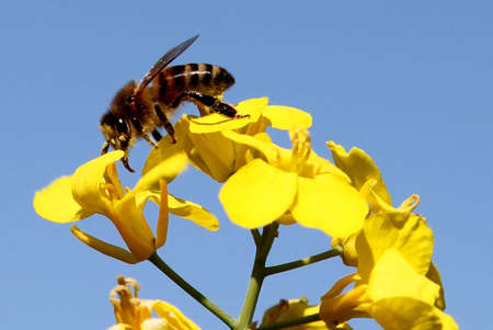 Bee On Canolaの写真素材