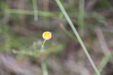 Daisyの写真素材