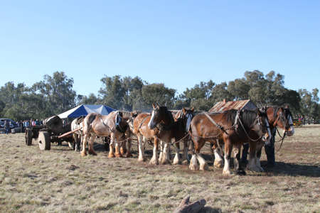 Draught Horsesの写真素材