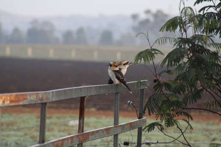 Kookaburrasの写真素材