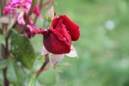 Rose Budの写真素材