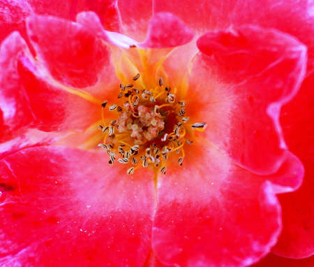 Rose Staminの写真素材