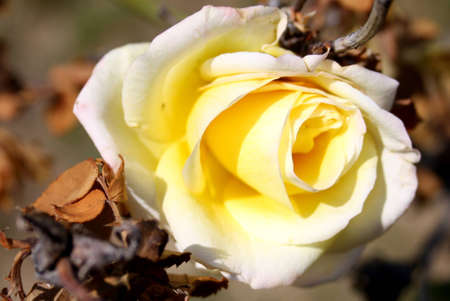 White Roseの写真素材