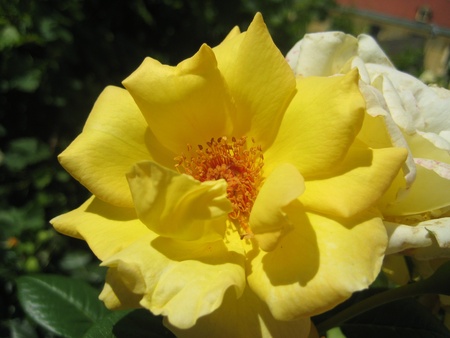 Blumeの写真素材