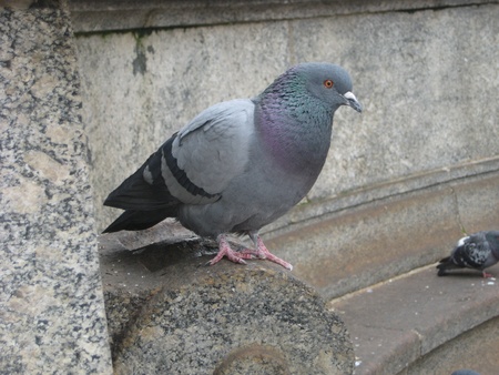 Dove の写真素材