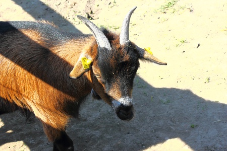 Pygmy goatのeditorial素材