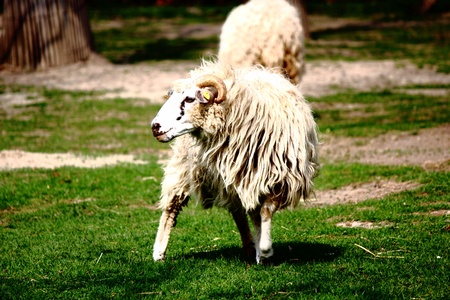 a white sheep on a farmの写真素材