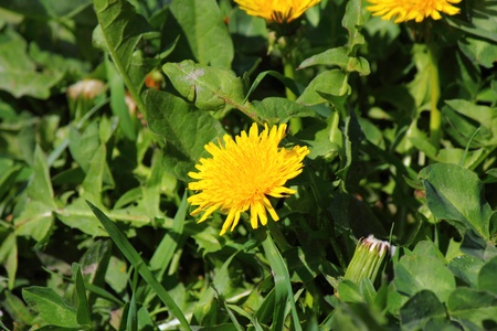 flower on a green backgroundの写真素材
