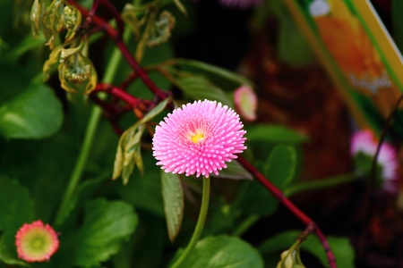 flower on a green backgroundの写真素材