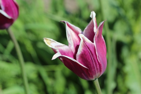 flower on a green backgroundの写真素材