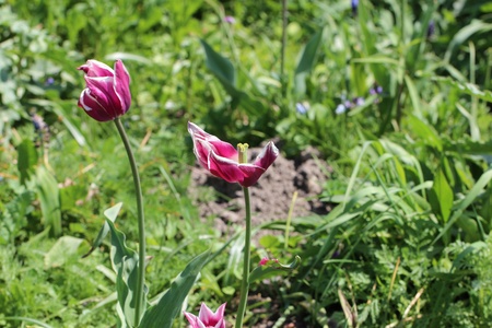 flower on a green backgroundの写真素材
