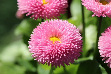 flower on a green backgroundの写真素材